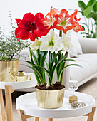 Hippeastrum Trio