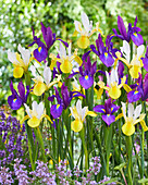 Iris Purple Sensation, Symphony