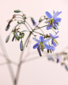 Flachslilie (Dianella prunina)'Blue Ripple'