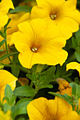 Petunie (Petunia) 'Petchoa BeautiCal Yellow Sun'