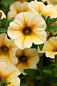 Petunie (Petunia) 'Petchoa BeautiCal French Vanilla', 'Caramel Yellow'