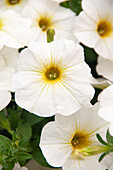 Petunie (Petunia) 'Petchoa BeautiCal Pearl White'