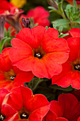 Petunie (Petunia) 'Petchoa BeautiCal Red Maple'