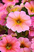 Petunie (Petunia) 'Petchoa BeautiCal Sunray Pink'