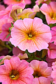 Petunia Petchoa BeautiCal Sunray Pink