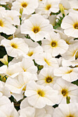 Petunie (Petunia) 'Petchoa BeautiCal Pearl White'