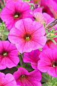 Petunie (Petunia) 'Petchoa BeautiCal Purple Dawn'