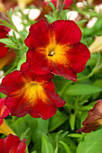 Petunia Fun House Ruby Glow