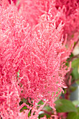 Federbusch-Celosie (Celosia plumosa) 'Century Pink'
