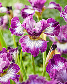 Iris sibirica Something Shocking