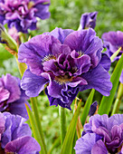 Sibirische Schwertlilie (Iris sibirica) 'Concord Crush'