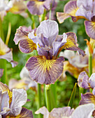 Sibirische Schwertlilie (Iris sibirica) 'Sun Comes Up'