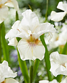Sibirische Schwertlilie (Iris sibirica) 'Not Quite White'