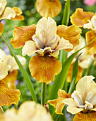 Sibirische Schwertlilie (Iris sibirica) 'Colonel Mustard'