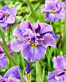 Sibirische Schwertlilie (Iris sibirica) 'Having Fun'