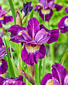 Sibirische Schwertlilie (Iris sibirica) 'Sultans Ruby'