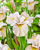 Sibirische Schwertlilie (Iris sibirica) 'Lemon Veil'