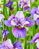 Sibirische Schwertlilie (Iris sibirica) 'Light of Heart'