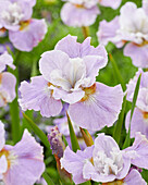 Sibirische Schwertlilie (Iris sibirica) 'Dawn Waltz'