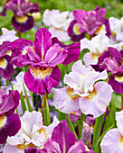 Iris sibirica Dawn Waltz, Sultans Ruby
