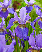 Sibirische Schwertlilie (Iris sibirica) 'Happy Returns'