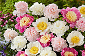 Paeonia mix