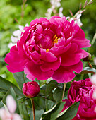 Paeonia Dayton