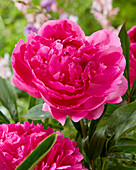 Paeonia Glory Hallelujah