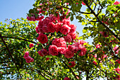 Kletterose (Rosa) 'Pink Cloud'