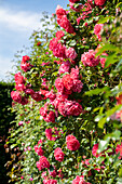 Kletterose (Rosa) 'Pink Cloud'