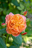 Strauchrose (Rosa) 'Westerland'
