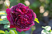 Rose (Rosa) 'William Shakespeare 2000'