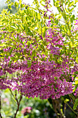 Tropische Indigopflanze (Indigofera tinctoria)