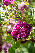 Kletterrose (Rosa) 'Purple Skyliner'