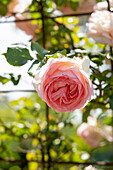 Strauchrose (Rosa) 'Eden Rose'