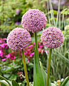 Zierlauch (Allium) 'Lucky Balloons'