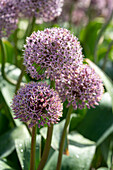 Allium Lucky Balloons