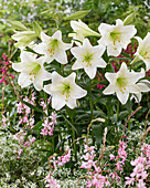 Lilie (Lilium) 'White Triumphator'