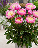 Pfingstrose (Paeonia) 'Kiev'