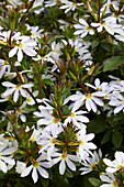 Fächerblume (Scaevola) 'Scala White'