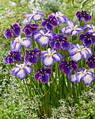 Japanische Sumpf-Schwertlilie (Iris ensata) 'Katy Mendez, Iris ensata'