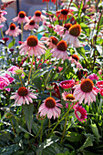 Echinacea