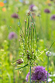 Zierlauch (Allium) 'Hair'
