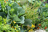 Weißkohl (Brassica) im Gemüsegarten