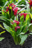 Calla (Zantedeschia)