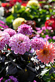 Mixed bedding plants