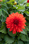 Dahlie (Dahlia) 'Hypnotica Red'