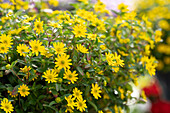 Husarenknopf (Sanvitalia procumbens) 'Sunvy Trailing Yellow'