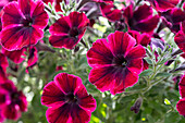 Petunie (Petunia) 'Sweetunia Suzie Storm'