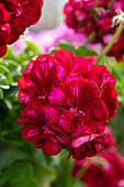 Pelargonium Great Ballsof Fire Burgundy Blaze